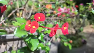 Parlak kırmızı dikenli taç çiçek (Euphorbia milii) canlı çiçek, doğal güneş ışığı altında narin çiçek ayrıntıları sergilenir.