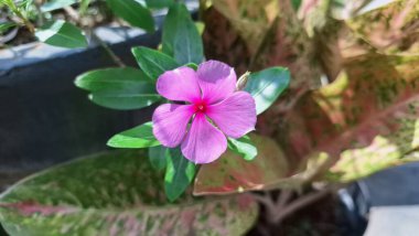 Güzel pembe Vinca çiçeği (Catharanthus roseus) yağmur damlaları ve yemyeşil yapraklı, dayanıklılığı sembolize eden ve geleneksel iyileştirme amaçları ve dekorasyonu için yaygın olarak yetiştirilen