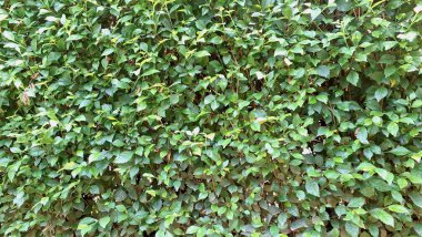 Canlı Acalypha Siamensis Çalı Tropikal Bahçe Tasarımları, Doğa Arkaplanı ve Çevre dostu Peyzaj Projeleri için Yaşayan Yeşil Duvar