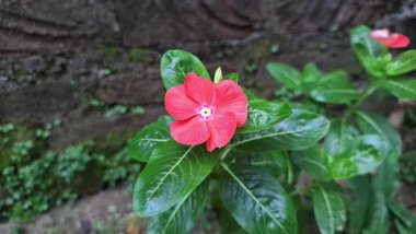 Geleneksel tıpta kullanılan popüler bir tropikal çiçek bitkisi olan su damlacıkları ile canlı pembe Periwinkle çiçeği (Catharanthus roseus).