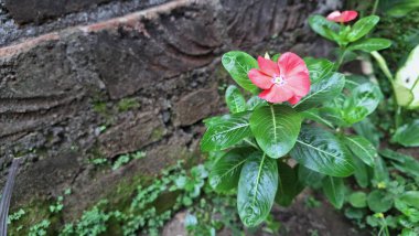 Güzel pembe Vinca çiçeği (Catharanthus roseus) yağmur damlaları ve yemyeşil yapraklı, dayanıklılığı sembolize eden ve geleneksel iyileştirme amaçları ve dekorasyonu için yaygın olarak yetiştirilen