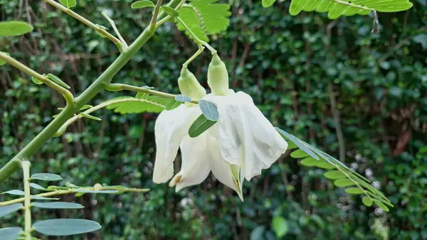 Güzel ve el değmemiş Beyaz Sesbania görkemli çiçekleri zarif bir şekilde sallanıyor, doğadaki eşsiz şekillerini ve zarif basitliklerini sergiliyorlar.