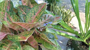 Aglaonema ve Caladium gibi, tropikal ev dekorları ve botanik tasarım temaları için ideal, koyu pembe ve yeşil desenli egzotik ev bitkilerinin renkli yaprakları.