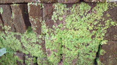 Eski tuğlalar ve yeşil yosunların doğal bileşimi dokulu ve organik bir yüzey yaratır. Zaman ve doğayı resmeden arka planlar için mükemmeldir.