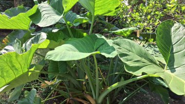 Taze Yeşil Taro Bitkisi Yaprak Botanik Doğası Detaylı Doku Colocasia Esculenta Yakın plan Doğal Duvar Kağıdı Tropikal Yaprak Fotoğrafı