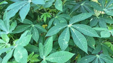 Taze Cassava 'nın Yakın Çekimi Yepyeni Bir Tropikal Tepe Yaprakları Doğa Temalı Arkaplan ve Organik Tasarım Projeleri İçin Mükemmel