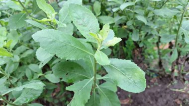 Yeşil Hindistan Kafur Otu 'nun Yakın Çekimi Pluchea Indica Bitkisini Geleneksel Tıpta, Botanik ve Bitkisel Temalar İçin Aromatik Şifa Tesisinde Kullanır
