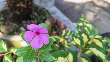 Canlı pembe Periwinkle çiçeğinin (Catharanthus roseus) geleneksel bitkisel tıpta kullanılan ve esnekliğiyle bilinen tropikal bir süs bitkisi olan su damlacıklarıyla yakın çekimi.