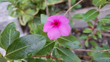 Yeşil yapraklar ve çiğ damlalarıyla taze pembe Madagaskar Periwinkle çiçeği (Catharanthus roseus), bahçeler, ev dekorasyonu ve tıbbi kullanım için popüler bir çiçek bitkisi.