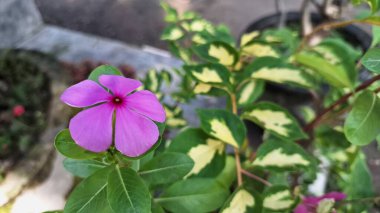 Güzel pembe Vinca çiçeği (Catharanthus roseus) yağmur damlaları ve yemyeşil yapraklı, dayanıklılığı sembolize eden ve geleneksel iyileştirme amaçları ve dekorasyonu için yaygın olarak yetiştirilen