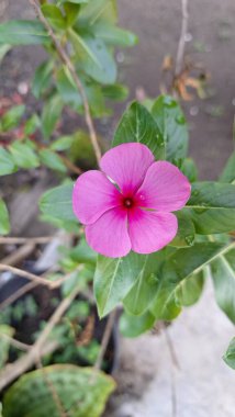 Pembe Gül Periwinkle (Catharanthus roseus) taç yapraklarında su incileri, süs güzelliği ve doğal bitkisel ilaçlarda ve geleneksel tıpta kullanımıyla bilinen tropikal çiçek.