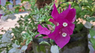 Beyaz ve Pembe Varyasyonlu Bougainvillea Glabra Çiçekleri Güneş Işığı Tropikal Kağıt Fabrikası Kapalı Kapalı Bölgede Çiçek Açar
