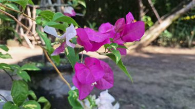 Çiçek Çiçeğindeki Beyaz ve Pembe Bougainvillea Glabra Doğal Güneş Işığı Altındaki Tropikal Çiçekler