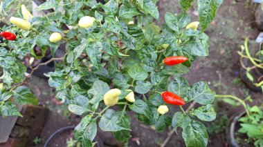 Güneşli gökyüzünün altında canlı yeşil biber tarlası, refah dolu çiftçiliği ve bereketli hasatı simgeliyor..