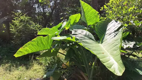 Taze Yeşil Taro Yaprağının Yakın Çekimi Görünür Damarlar Botanik Yaprak Doku Doğa Duvar Kağıdı, Tropikal Bitkiler ve Çevre Temalı Tasarımlar