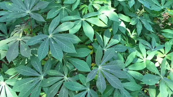 Tropikal Cassava Bitkisi, Çevre Tasarımı, Botanik Sanatı ve Tarım Konseptleri İçin Ideal Yeşil Desenli Doğal Arkaplan Yaprakları