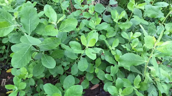 Pluchea Indica Leaf Yakın Çekim Aromatik Hint Kafur Çimeni Tıbbi Kullanımlarla, İltihaplanma Karşıtı Özelliklerle ve Bitkisel Botanik Çizimleriyle tanınıyor