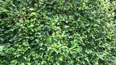 Yemyeşil ve detaylı yeşil Acalypha Siamensis çit yaprakları (hiç kimse yok) canlı bir çit ve duvar kağıdı kadar uygun canlı doğal dekoratif bir arka plan sağlar.