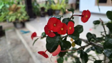 Parlak güpegündüz yakalanan dikenli çiçeklerden oluşan parlak kırmızı taç (Euphorbia milii), karmaşık çiçek desenlerini vurguluyor.