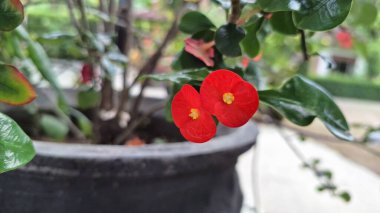 Dikenli kırmızı taç (Euphorbia milii) keskin odak noktasında, onların narin ve canlı güzelliklerini ortaya çıkarır..