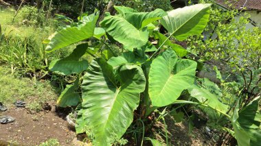 Bir Dewy Green Taro Leaf 'in Yakın Çekimi: Kolocasia Esculenta' nın Karmaşık Dokusunu ve Doğal Güzelliğini Yakalamak, Ekolojik Bilinç Tasarımlarına Uygun, Bitkisel Ürün Görselleri ve Tropikal Doğa Posterleri