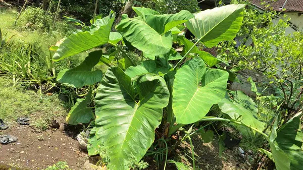 Bir Dewy Green Taro Leaf 'in Yakın Çekimi: Kolocasia Esculenta' nın Karmaşık Dokusunu ve Doğal Güzelliğini Yakalamak, Ekolojik Bilinç Tasarımlarına Uygun, Bitkisel Ürün Görselleri ve Tropikal Doğa Posterleri
