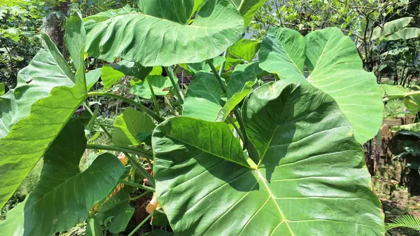Vibrant Green Taro Leaf (Colocasia Esculenta): Detaylı Botanik Yakın Çekim Doğal Doku, Tropik Duvar kağıtları, Çevre dostu Tasarımlar ve Bitki Konseptleri İçin İdeal