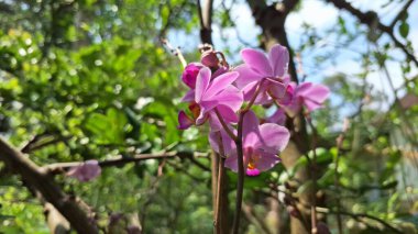 Zarif Beyaz ve Mor Doritaenopsis Orkide Çiçeği: Bu Phalaenopsis Melezinin Detaylı Yakın Çekimi, Tropik Bahçe Kavramları ve Botanik Stoku Fotoğrafları İçin Mükemmel