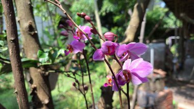 Bloom 'daki Egzotik Beyaz-Mor Phalaenopsis Orkide Melezi: Doritaenopsis Çeşitliliğinin Narin Yaprakları ve Doğal Zarafeti Gösterilmesi, Çiçek Tasarımı ve Doğadan İlham Alınan Görseller İçin İdeal