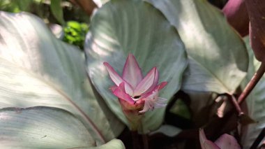 Canlı Tropikal Bahçede Süslü Goeppertia loeseneri Çiçeği: Zarif pembe ve beyaz diş telleri ve gür yeşil yapraklar, Egzotik Bitkiler ve Çiçek Fotoğrafları İçin Mükemmel