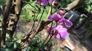 Güzel Doritaenopsis Orkidesi ile Yakın Temas: Bu Phalaenopsis Mor Melezinin Beyaz ve Mor Renklerini Vurgulamak, Tropik Bahçe Ayarlarında Zarafet ve Şatafeti Sembolize Etmek