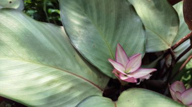 Enfes Goeppertia loeseneri Çiçeği Bir Tropikal Ayarda Açılıyor: Yumuşak Pembe ve Beyaz Tonlar ve Süslü Zarafet, Doğa Temalı Arkaplan ve Stok Resimleri İçin Harika