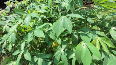 Tropikal Luşluk: Manihot Esculenta (Cassava) Yoğun Yeşil bir tepe örtüsü oluşturan Yapraklar, Tropikal Tarım, Doğal Güzellik ve Canlı Arkaplan Görüntüleri için Mükemmel