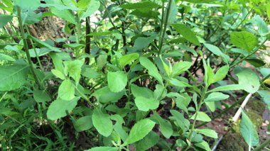Aromatik Yeşil Pluchea Indica (Hint Kafur otu) Yaprak Kapağı: Bitkisel İlaçlar ve Botanik İllüstrasyonlar İçin Doku ve Tıbbi Özelliklerini Vurguluyor