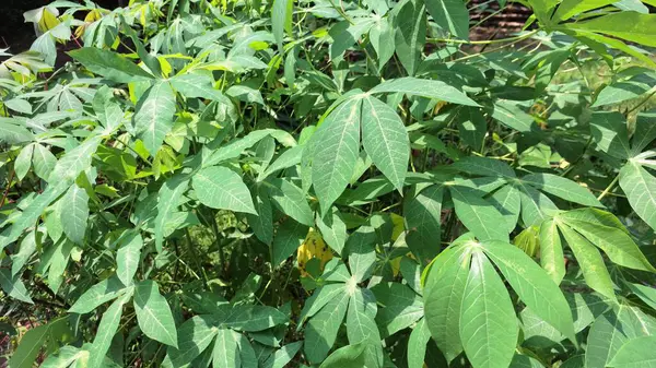 Tropikal Luşluk: Manihot Esculenta (Cassava) Yoğun Yeşil bir tepe örtüsü oluşturan Yapraklar, Tropikal Tarım, Doğal Güzellik ve Canlı Arkaplan Görüntüleri için Mükemmel