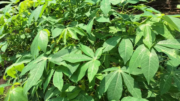 Manihot Esculenta Yaprakları Ayrıntılarını Kapat: Zengin Yeşil Tonları ve Cassava Yaprakları 'nın Karmaşık Damarlarını Gösterme, Botanik Çalışmaları ve Doğal Tasarım Uygulamaları İçin Uygun