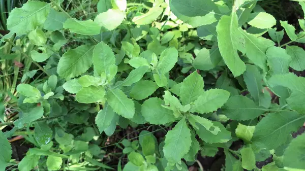 Yeşil Hint Kafur Yaprakları (Pluchea Indica) ile Yakın Temas: Bu Sağlık ve Botanik Teması İçin İlaç Bitkisinin Bitkisel Güzelliğini ve Aromatik Kalitelerini Gösterme