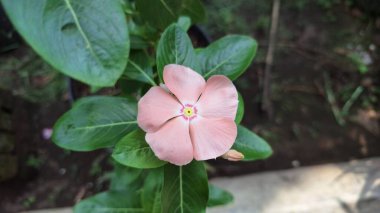 Su Damlacıklarıyla Pembe Periwinkle Çiçeği Tropik Bahçe Işığında Kataranthus Gülü