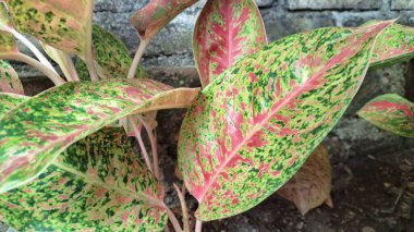 Pembe ve yeşil desenli renkli Aglaonema ve Caladium yaprakları, kapalı alan dekorasyonu ve süs bitkileri aşıkları için verimli tropikal yapraklar.