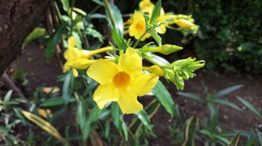 Parlak Sarı Allamanda Cathartica Sarmaşık Çiçeği, Vibrant Tropikal Çiçek Doğa Konseptleri, Peyzaj Tasarımları, Bahçe Teması ve Dekor Baskıları İçin İdeal