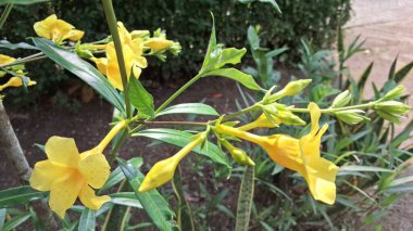 Tropikal Bahçede Sarı Allamanda Çiçeğinin Macro Çekimi, Doğa Özgeçmişi, Botanik Çizimler, Bahçe Tasarımları ve Dekoratif Parmak İzleri İçin İdeal