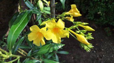 Full Bloom 'da canlı sarı Allamanda Cathartica, Doğa Duvar kağıtları için mükemmel tropikal süs çiçeği, Eco Design Elements, ve Bahçe Temalı Görsel İçerik