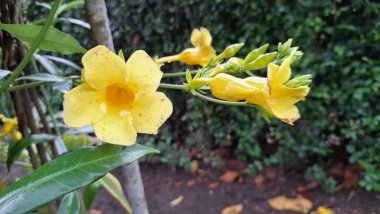 Parlak Sarı Allamanda Cathartica in Bloom with Lush Leaves, Found in Natural Light, ideal Botanik Şablonlar, Çiçek Dekor Konseptleri ve Tropikal Temalar