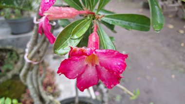 Parlak pembe Çöl Gülü çiçeği (Adenium obesum), bonsai ve kurak peyzaj için popüler bir sulu karnabaherdir..