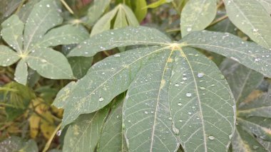 Yaygın Yeşil Cassava Yaprakları: Çevre dostu tasarımlar, botanik sanat baskıları ve sürdürülebilir tarım kavramları için Manihot Esculenta Yaprakları Detayı