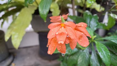 Parlak turuncu Firecracker Flowers (Crossandra infundibuliforis) neşeli çiçeklerini ve taze yeşil yapraklarını canlı bir tropikal yakın planda sergiler.