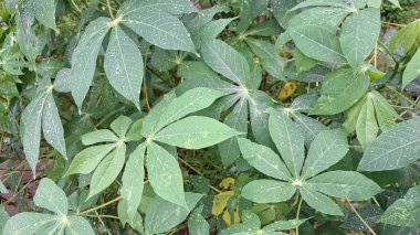 Lush Green Manihot Esculenta (Cassava) Yaprakları: Yoğun Tropikal Yapraklar Doğal Duvar Kağıtları, Tarım Resimleri ve Botanik Doku Örtüleri İçin Mükemmel