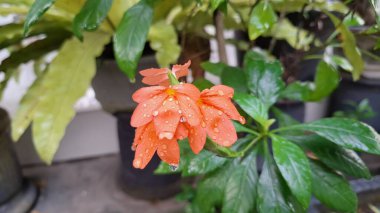 Güzel şeftali rengi Firecracker Flowers (Crossandra infundibuliforis) yakın plan çekimlerinde onların karmaşık taç yaprağını ve sıcak tonlarını vurguluyor.