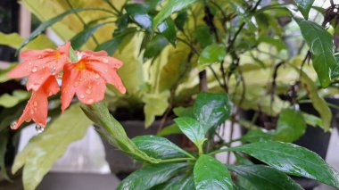 Canlı turuncu Firecracker Flowers 'ın (Crossandra infundibuliforis) doğal ışık altında güzel bir şekilde çiçek açarak benzersiz formlarını gösterirler.