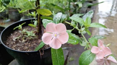 Pembe Gül Periwinkle (Catharanthus roseus) taç yapraklarında su incileri, süs güzelliği ve doğal bitkisel ilaçlarda ve geleneksel tıpta kullanımıyla bilinen tropikal çiçek.